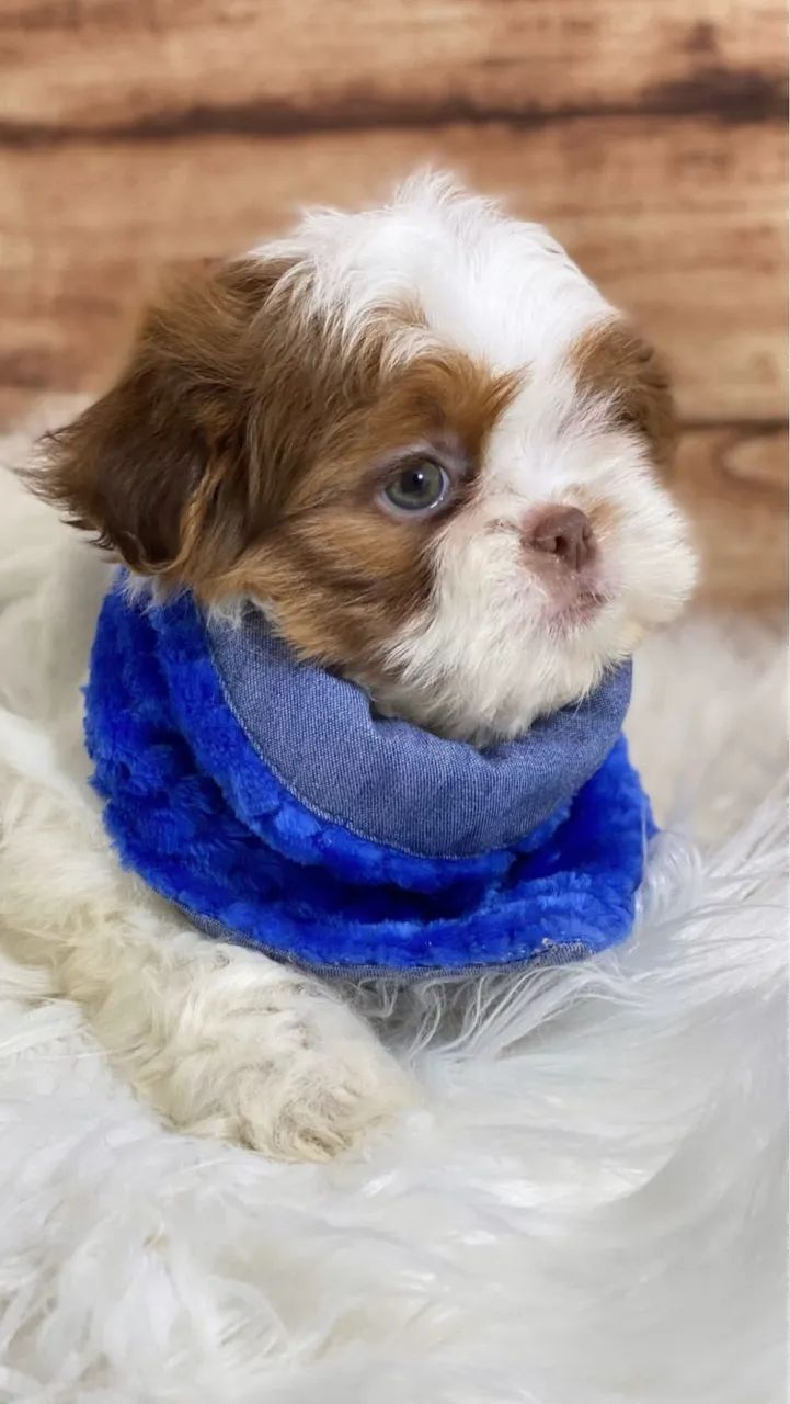 Shihtzu minis com pedigree  - Foto 2