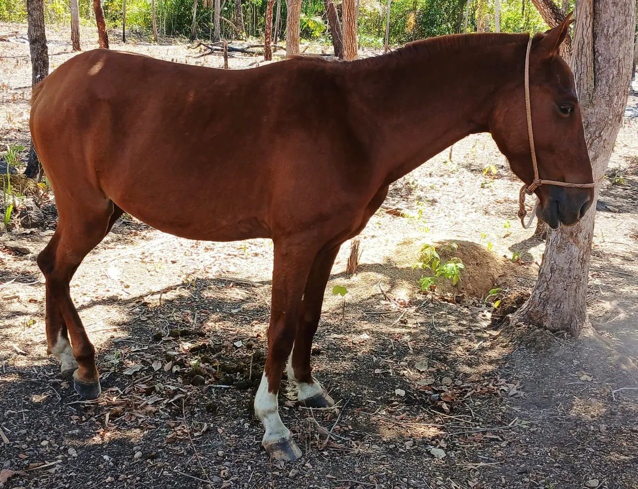 VENDE POLTRO E POLTRA UM ANO E 8 MESES , MEIO SANGUE QUARTO DE MILHA 