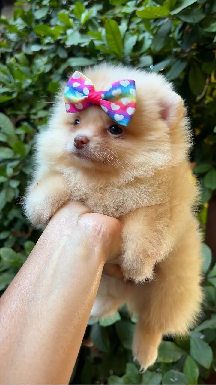 Spitz  - Foto 2