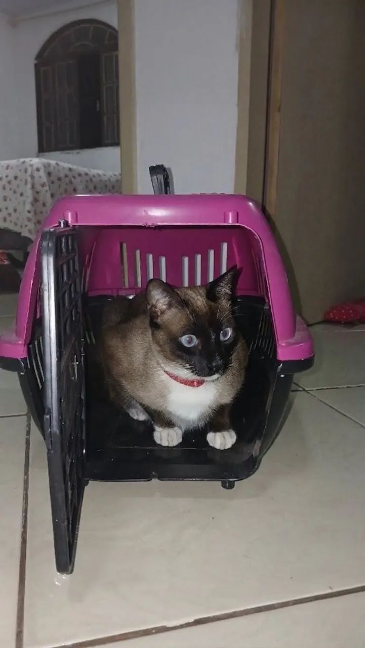  Caixa de transporte gato/cachorro