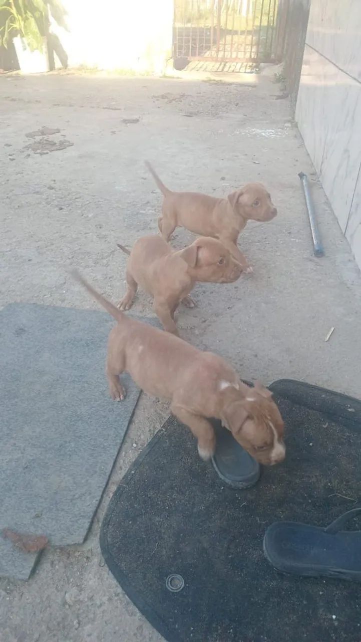 Vendo filhote de Pit Bull  - Foto 4