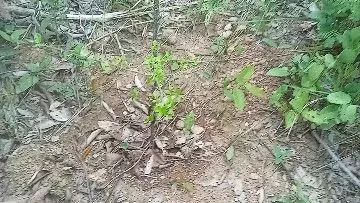 Sonho de morada pra viver,  e descansar  - Foto 3