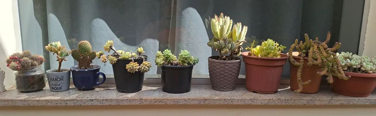 Coleção suculentas e cactos  - Foto 5