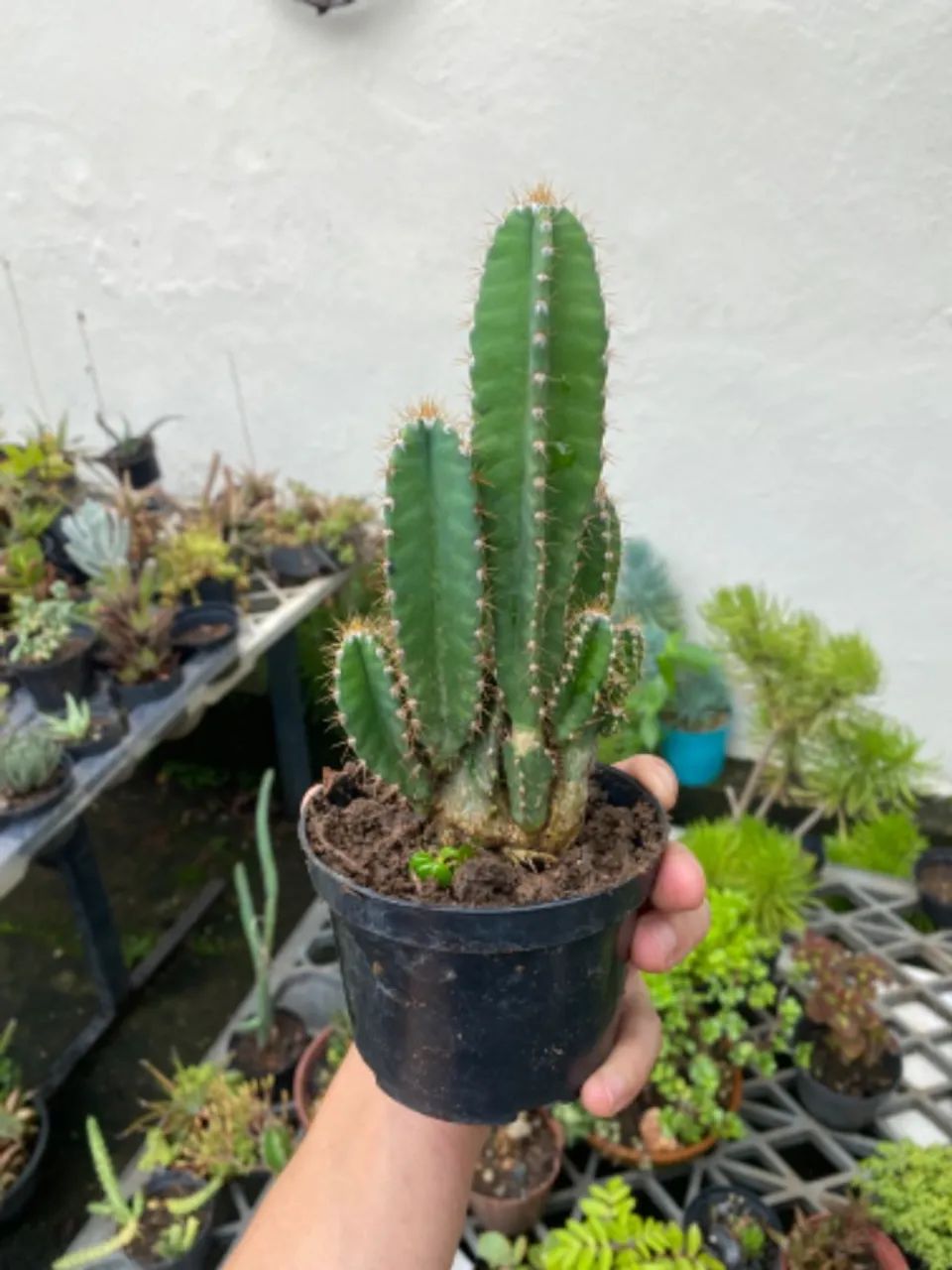 Cactos a venda
