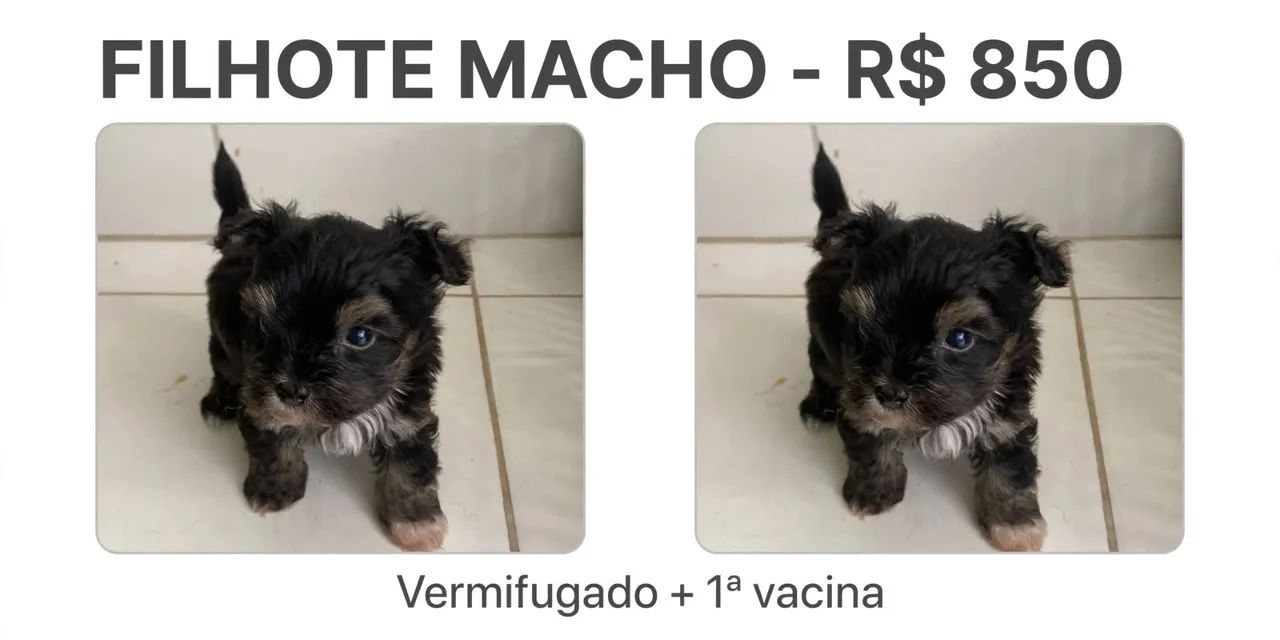 Cachorro 