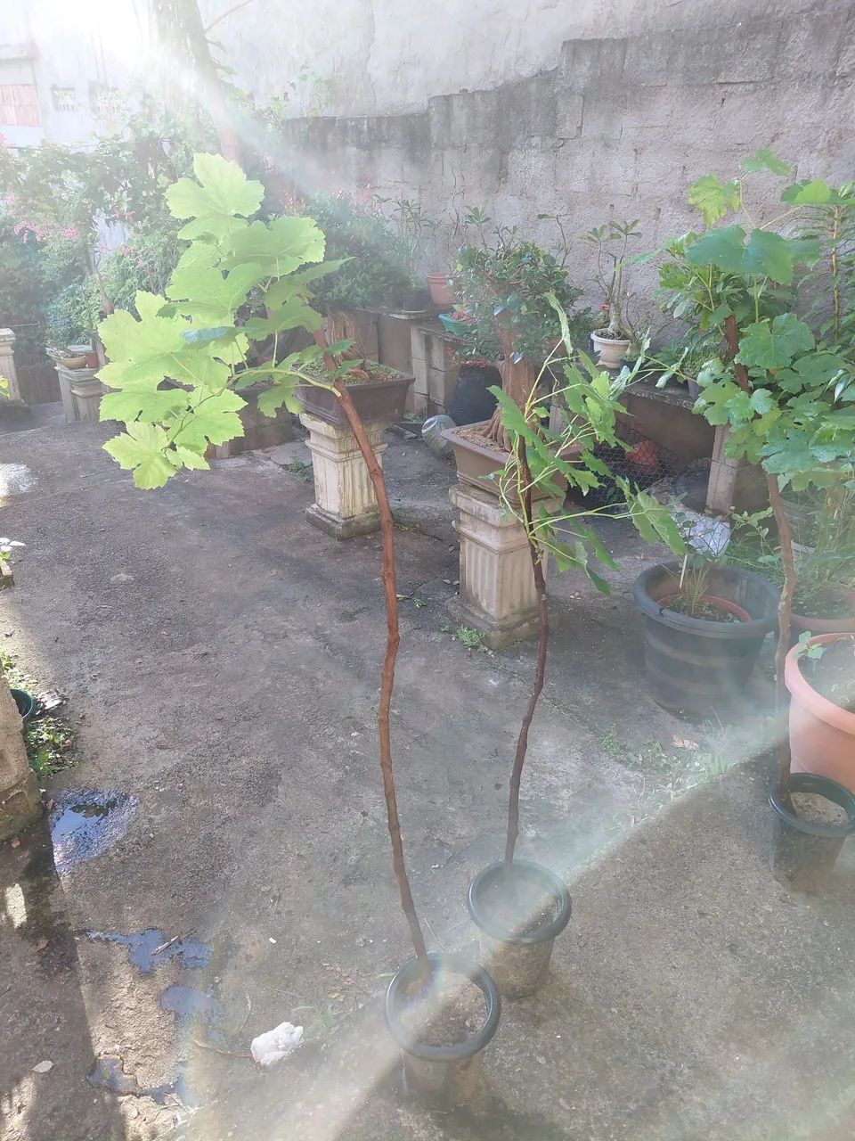 Mudas de Uva - Foto 2