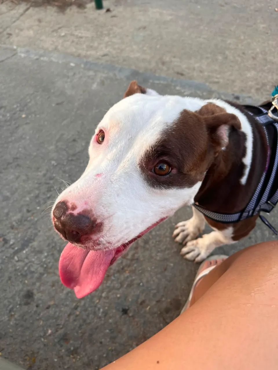Adoção de cachorro pitbull - Foto 3
