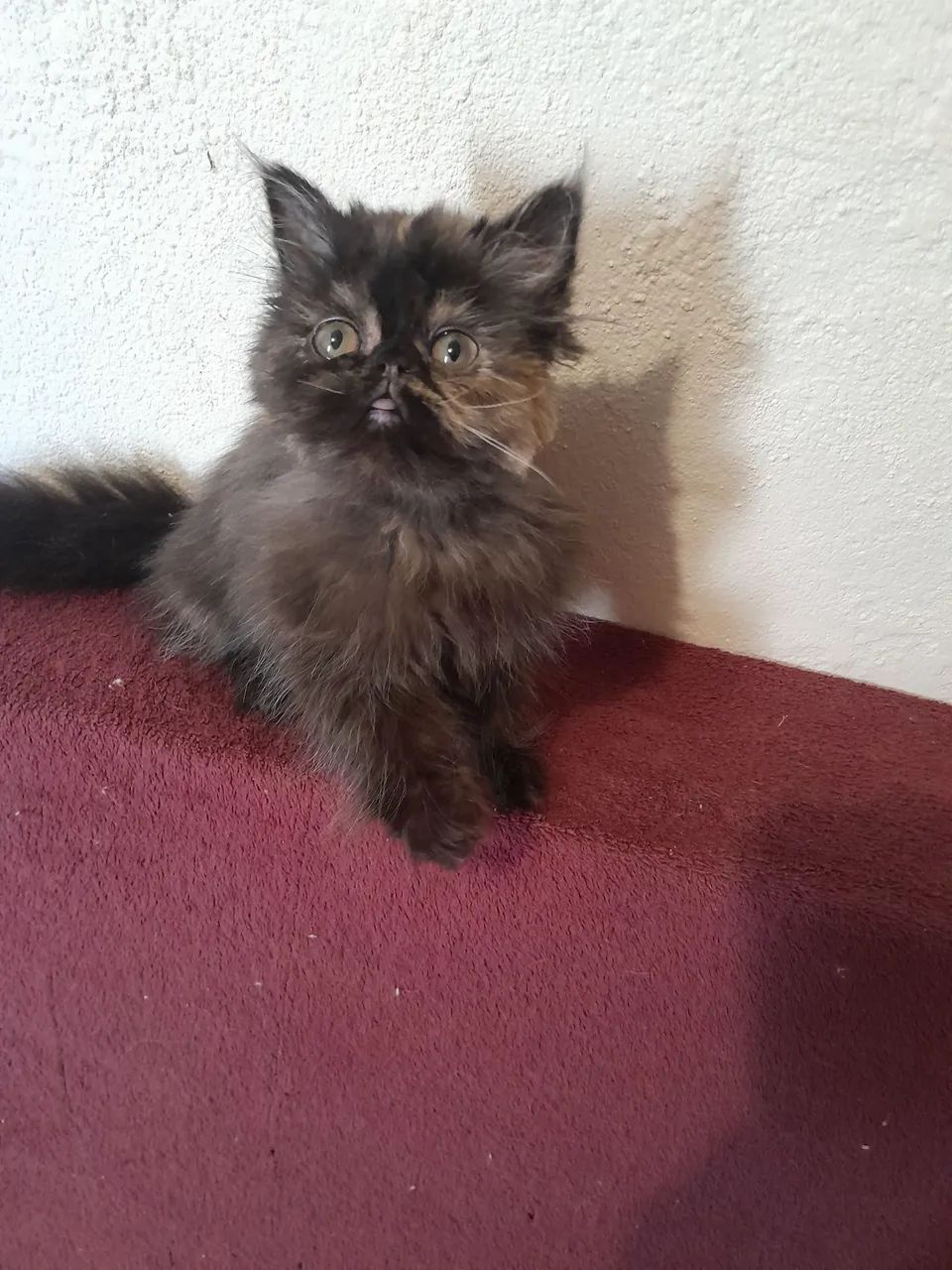 Gatinhas persas pelos longos  - Foto 5