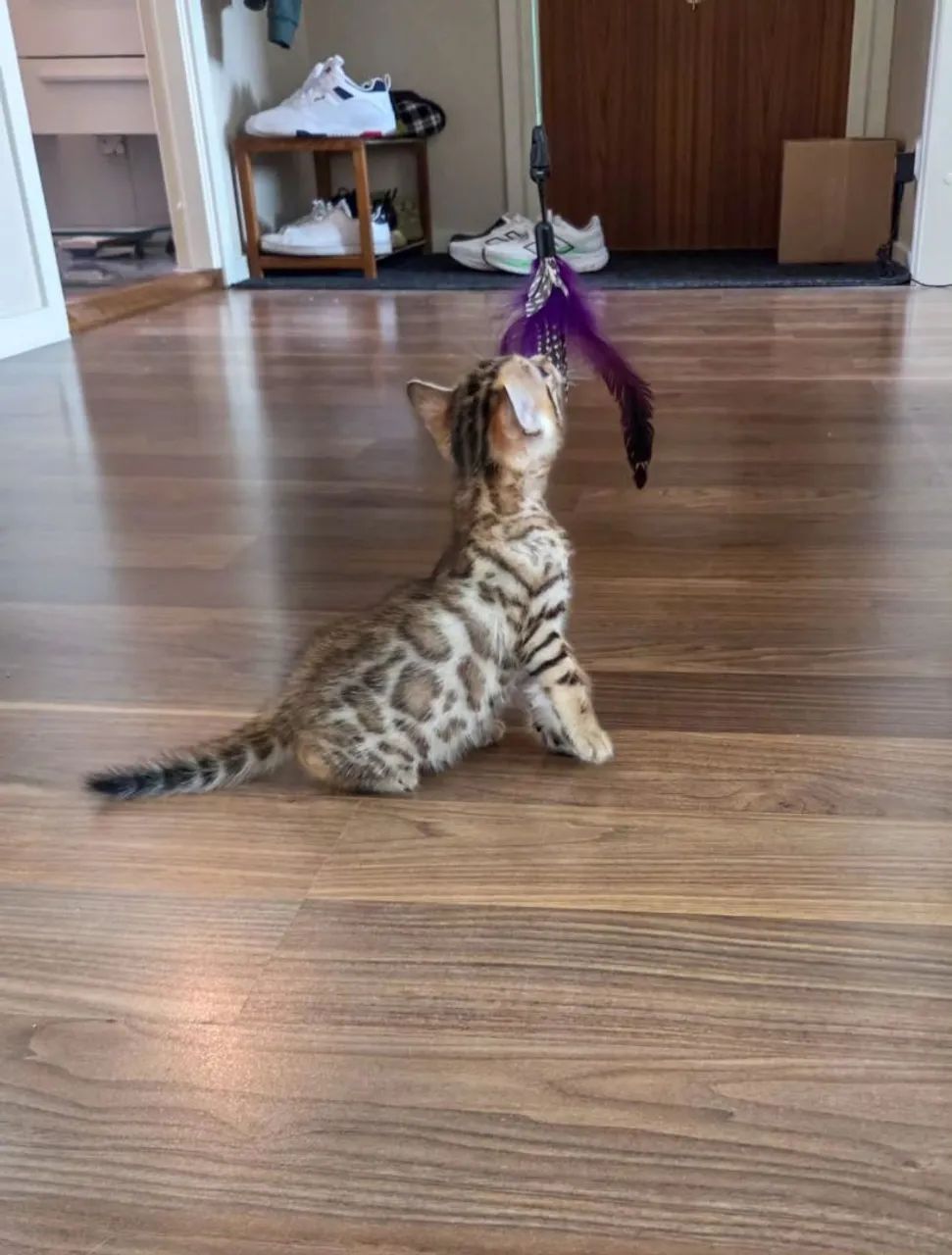 Bengal Cat Filhotes - Foto 2