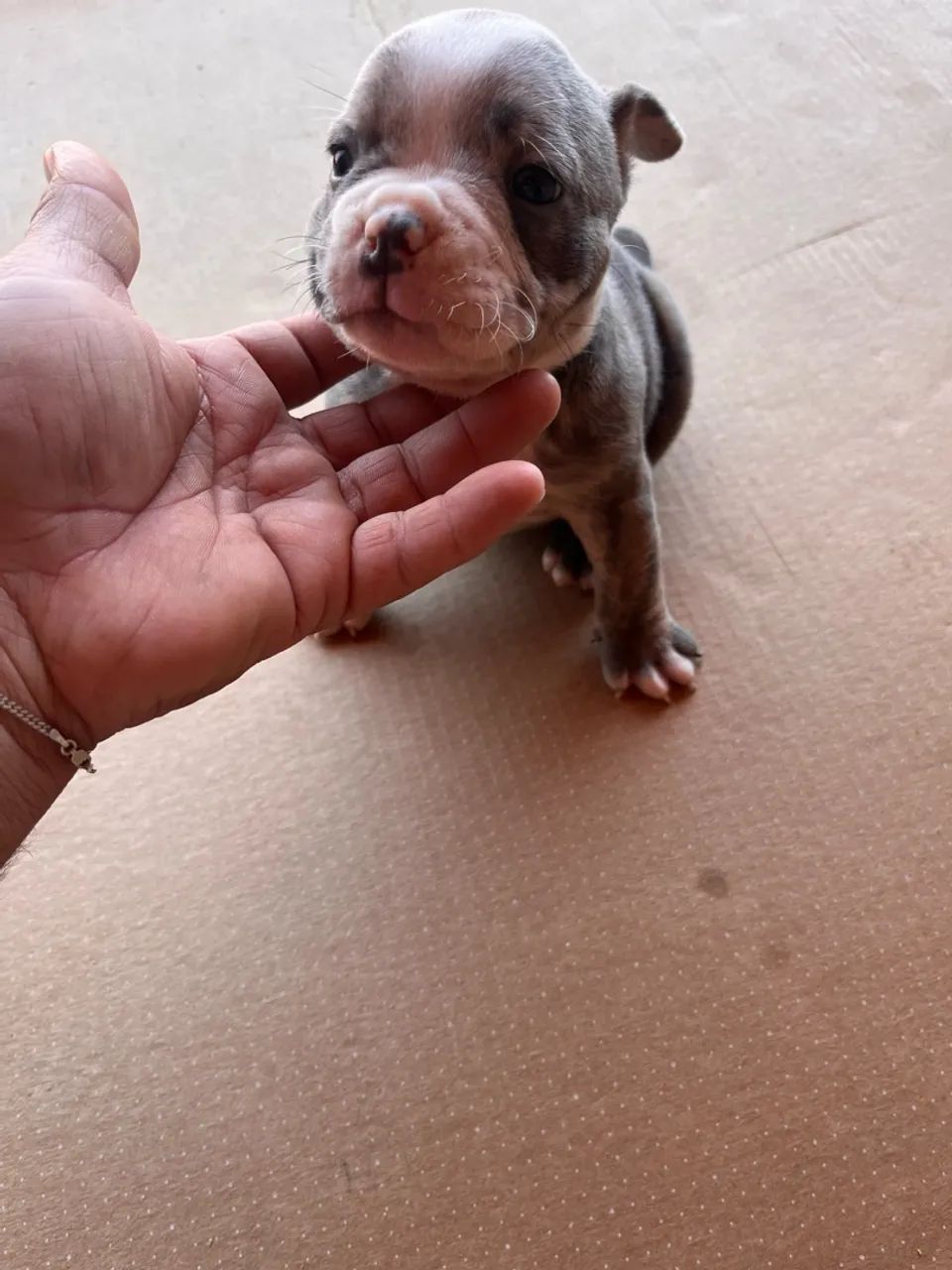 American Bully Merle - Foto 3