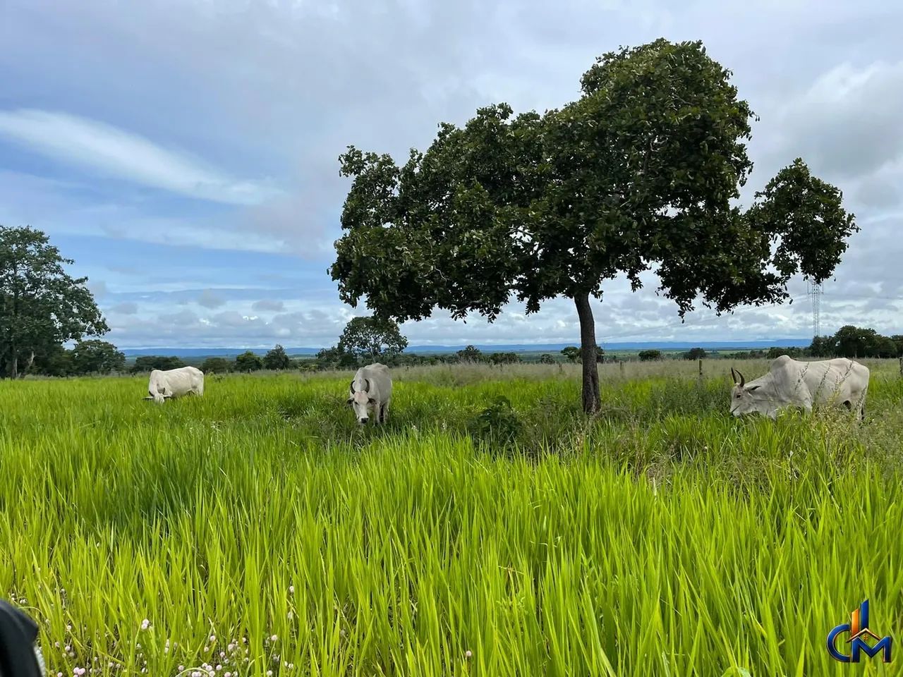 Fazenda em Jangada - Foto 5