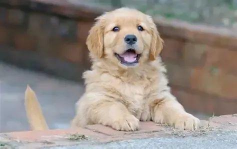 Golden Filhotes 