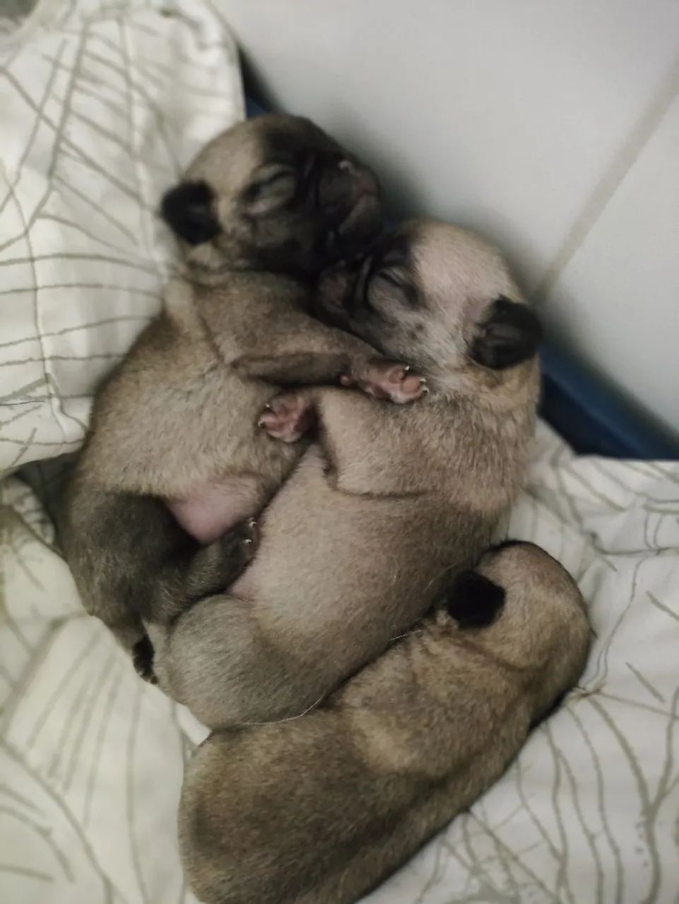 Pugs - Foto 2
