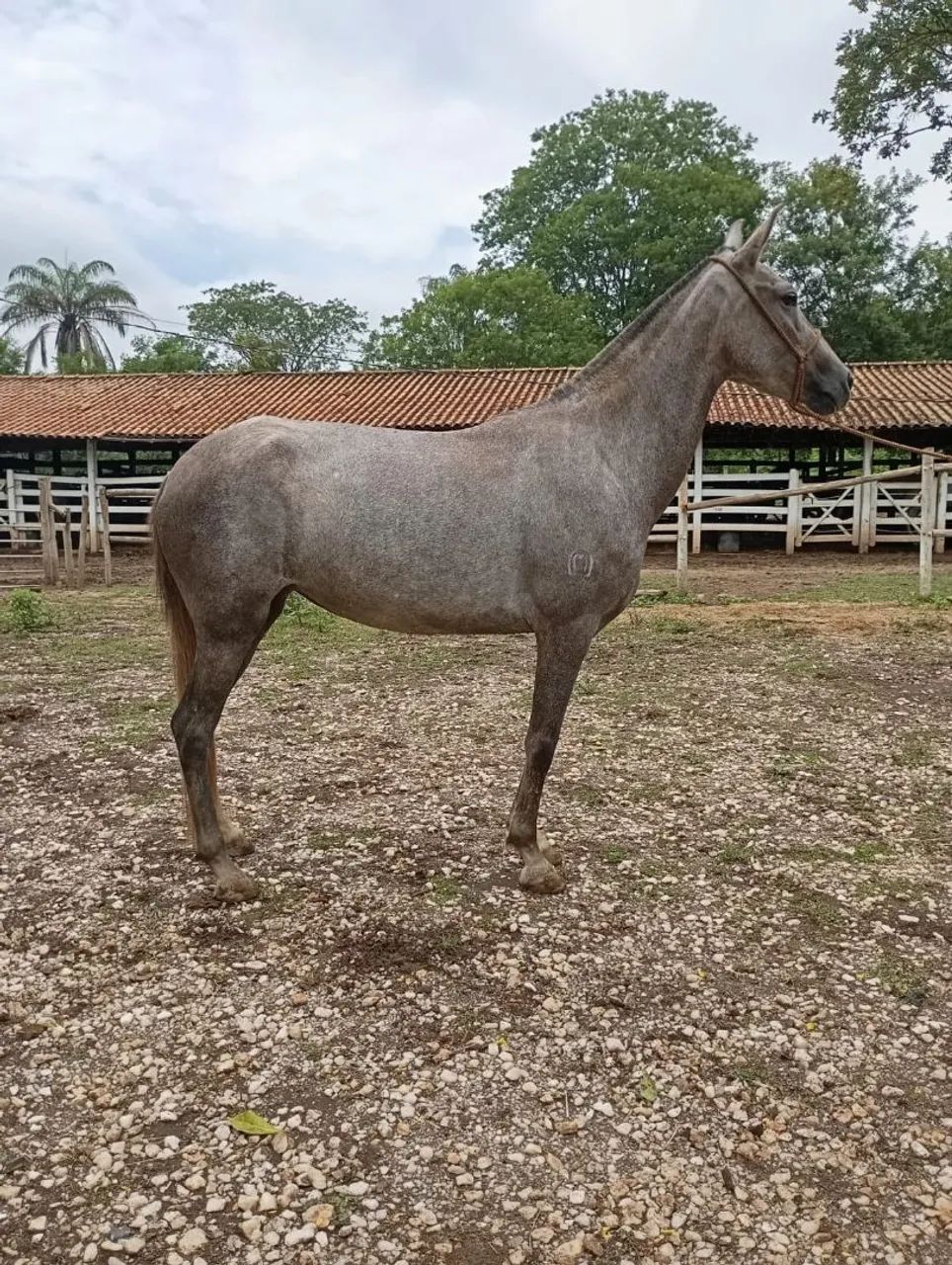 Potra mangalarga  - Foto 6