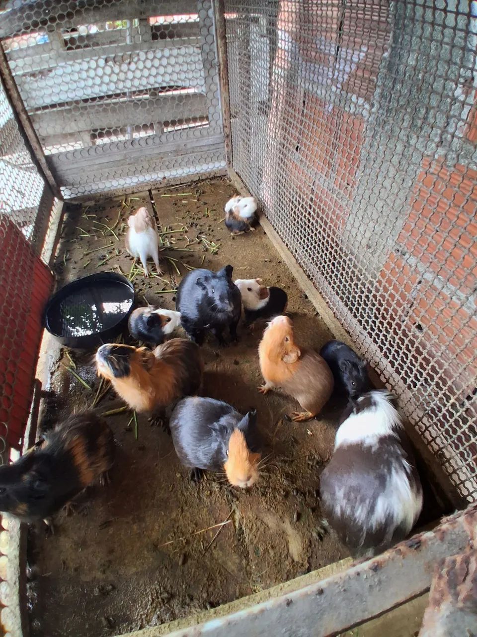 Porquinho da Índia  - Foto 4