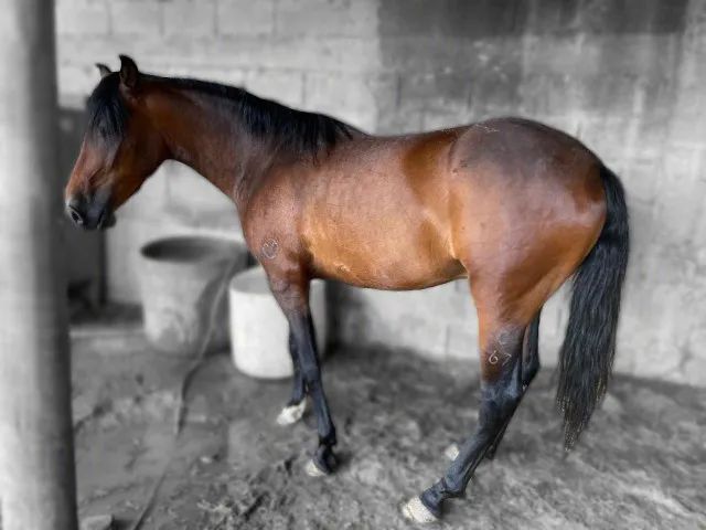 Cavalo Marchador - Foto 2