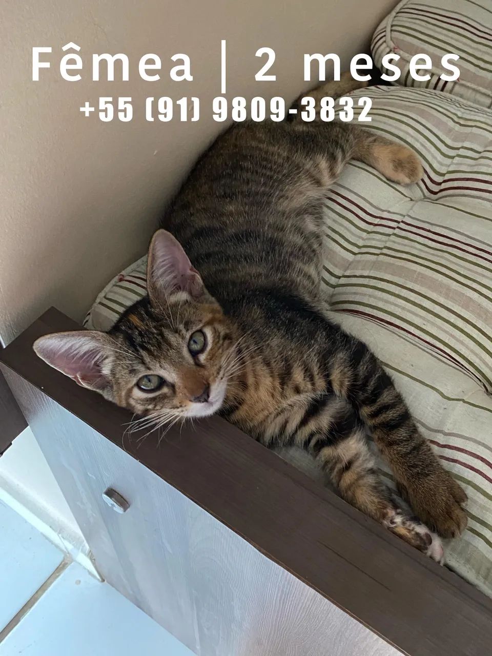 Gatinhos  - Foto 2