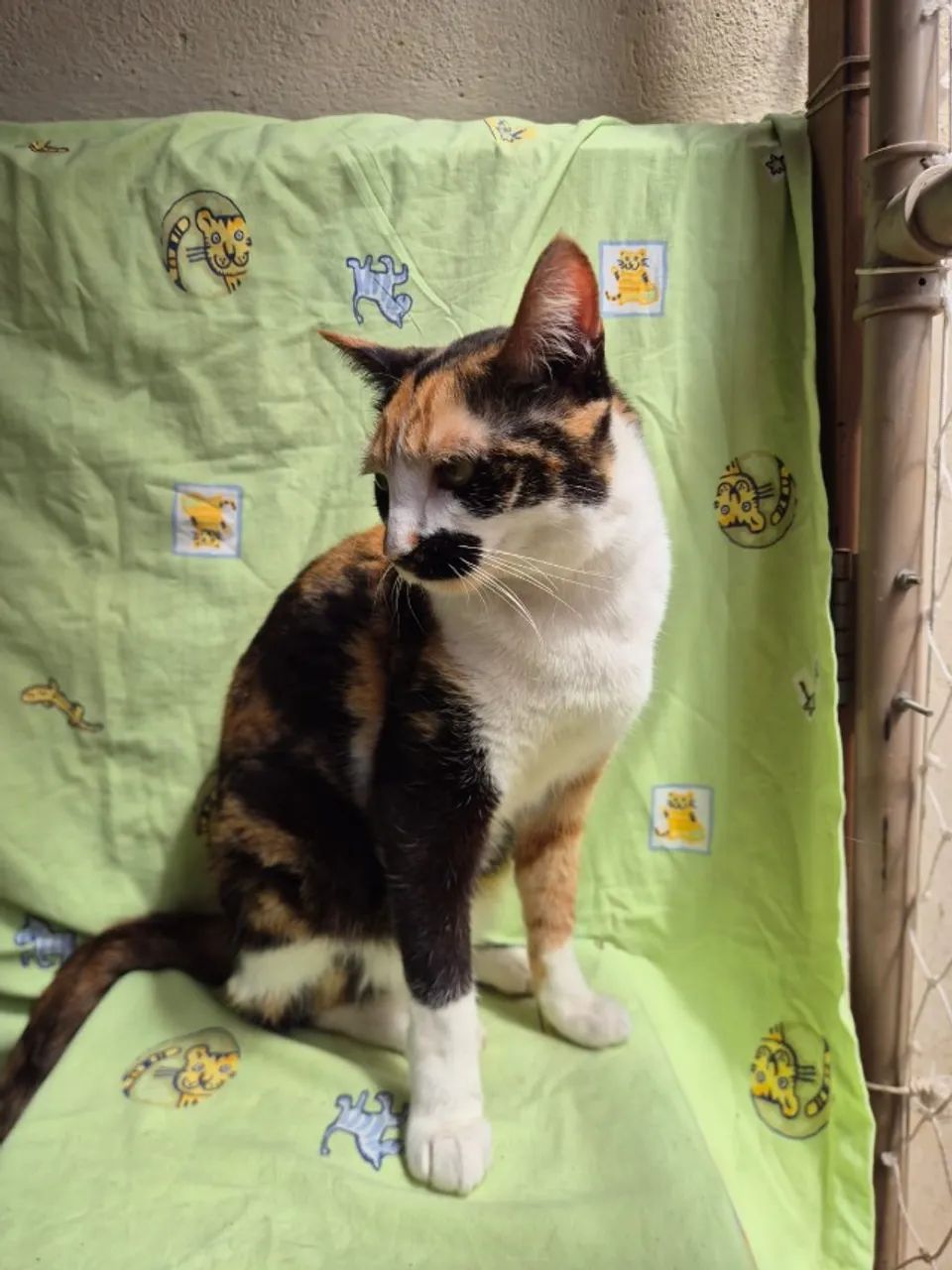 Doação de gatinho - Foto 2