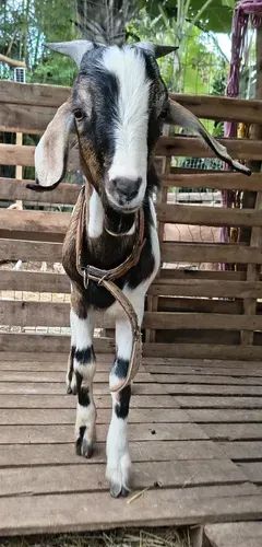 Cabrito e porco - Foto 3