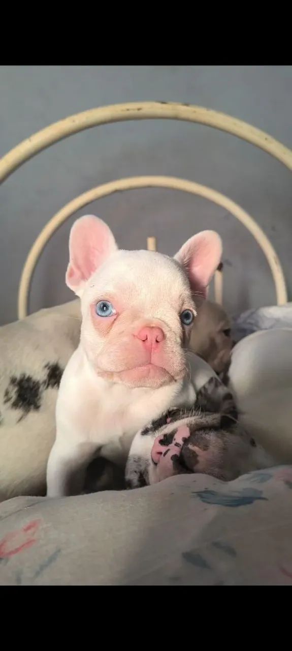 Buldogue francês 