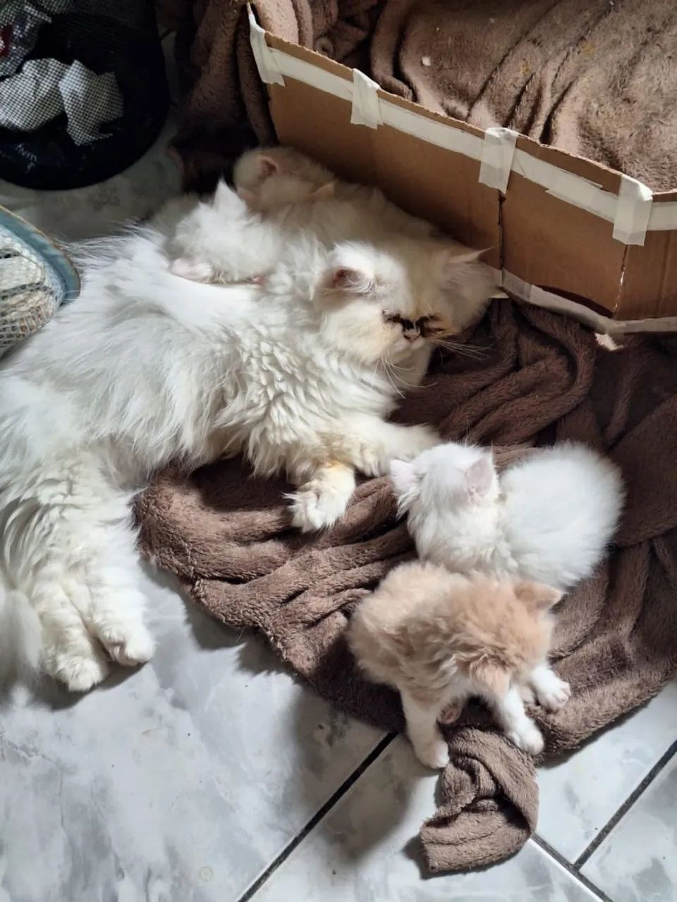 Filhotes de Gato Persa  - Foto 5
