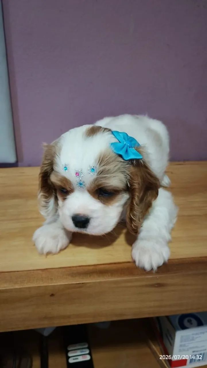 Cavalier king Charles macho e fêmea 
