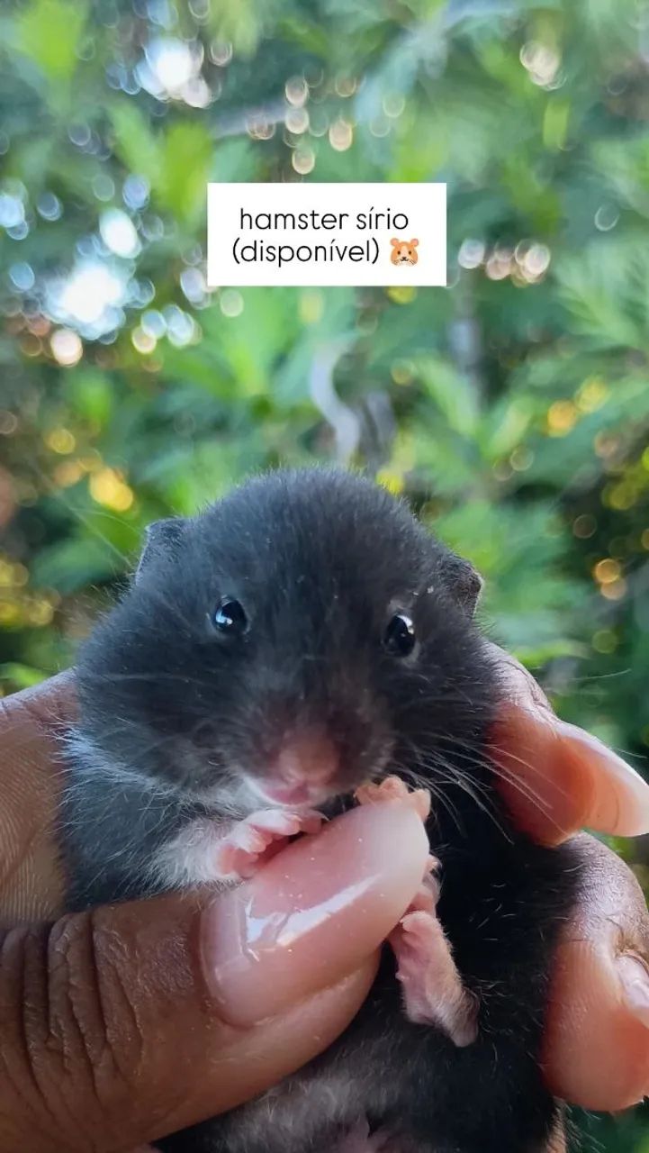 Hamsters 
