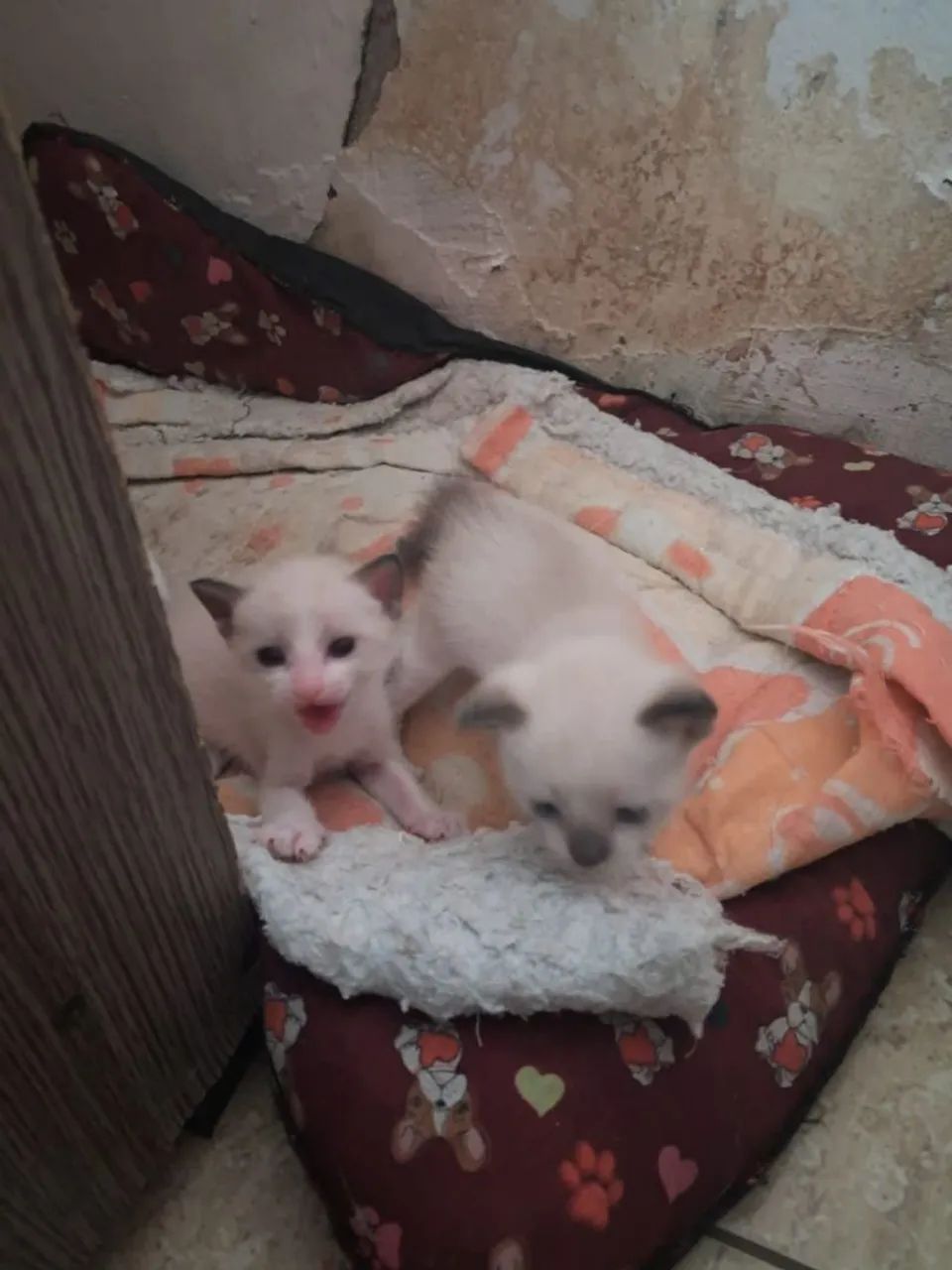 Gatinhos para doação  - Foto 3
