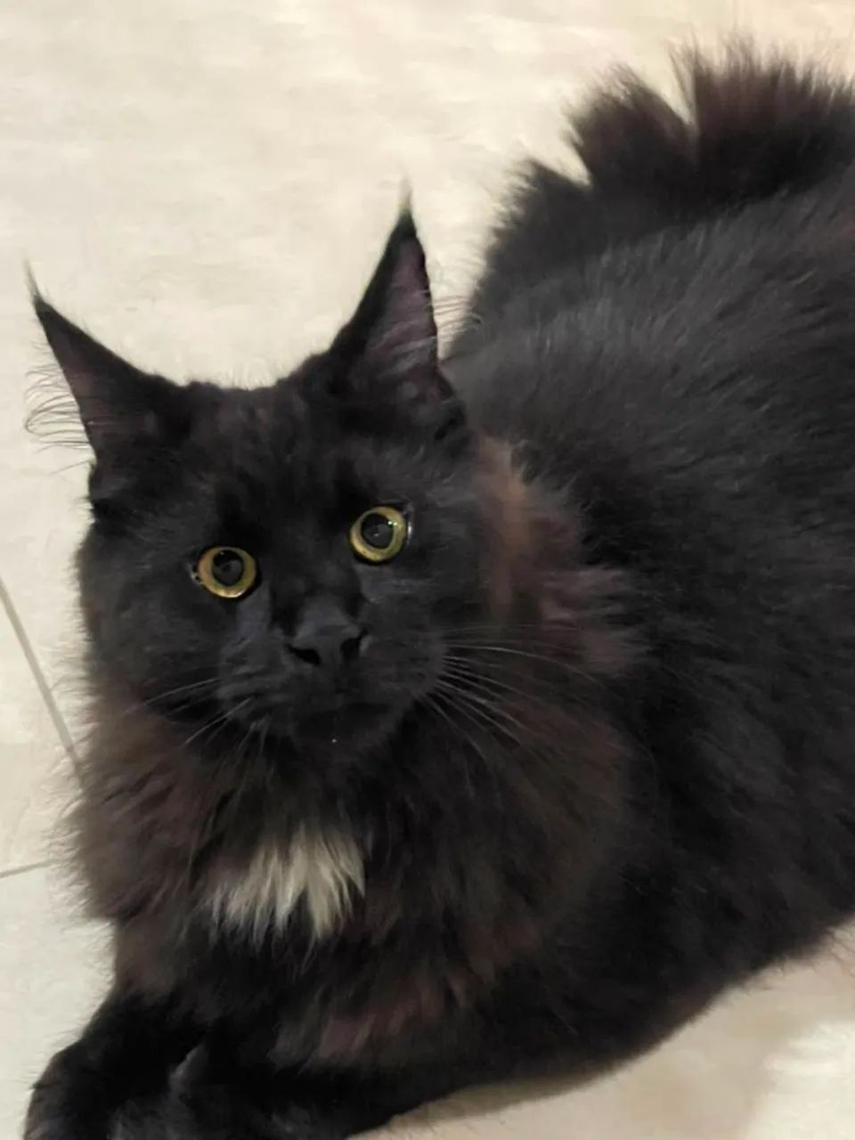 Maine coon  - Foto 2