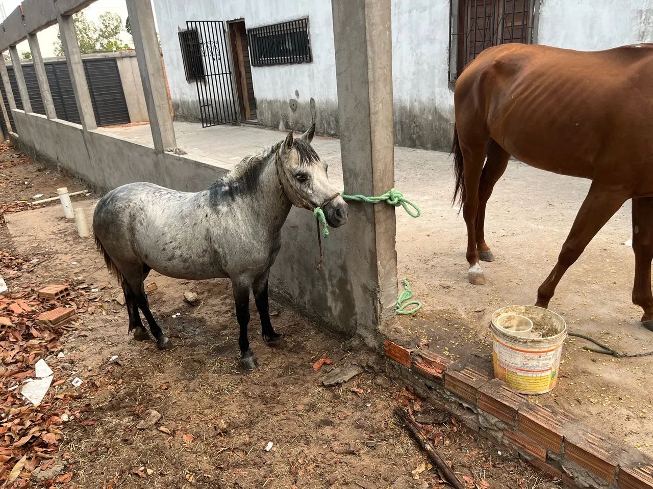 Ponei garanhão  - Foto 2