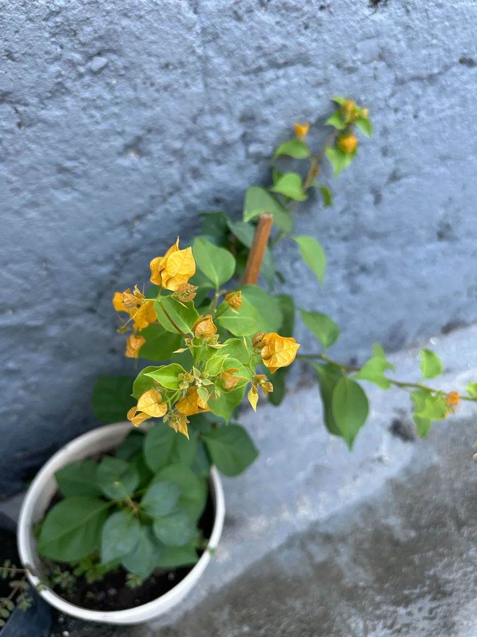 Bougainville - Foto 3