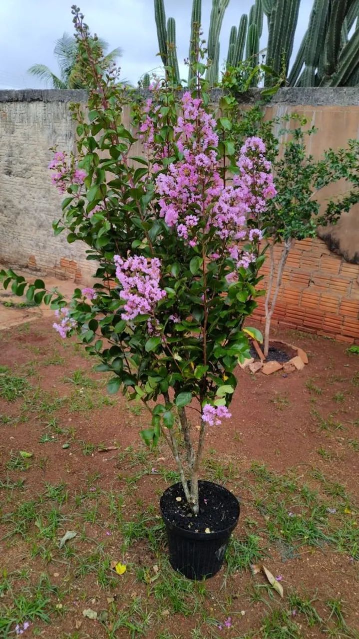 Reseda com vaso 