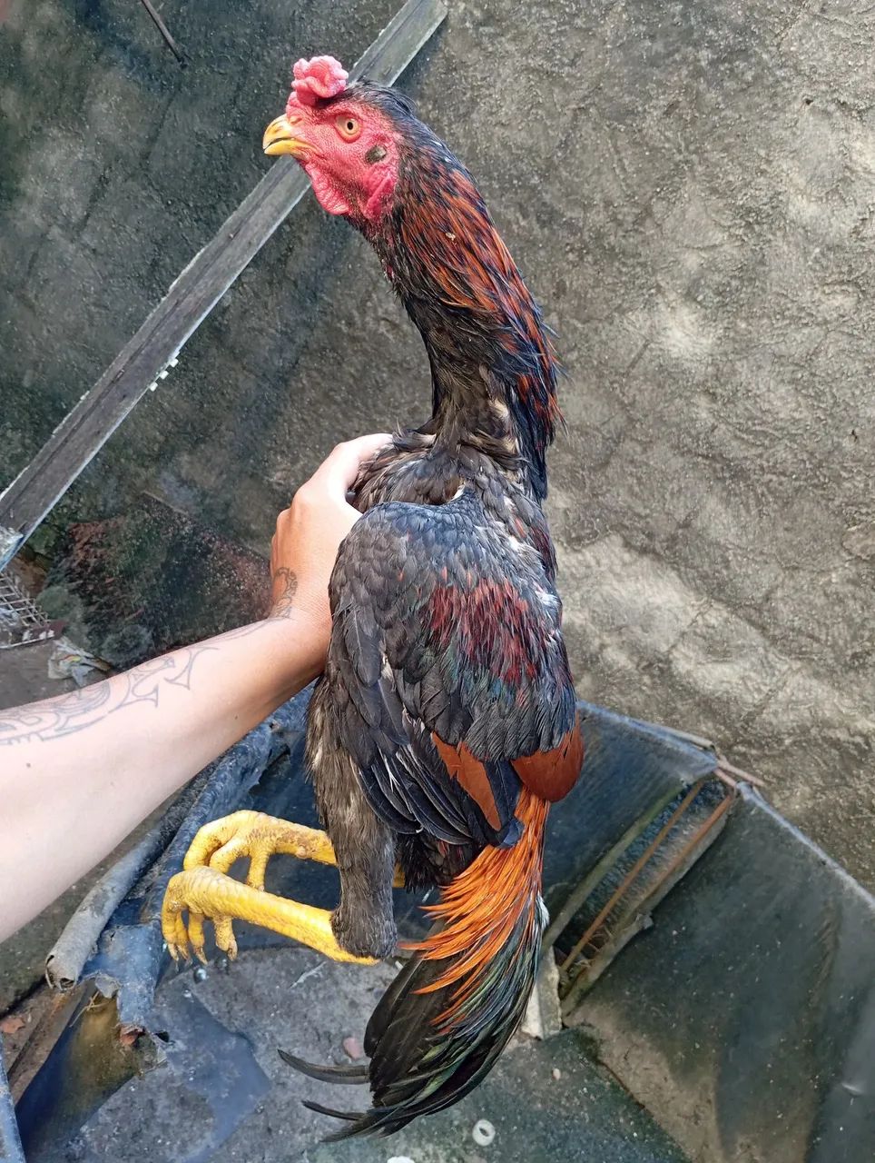 Galos e galinhas de raça  - Foto 2