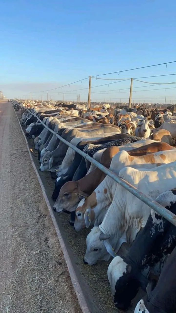  Pecuária, Máquinas Agrícolas e Expansão Rural - Foto 2