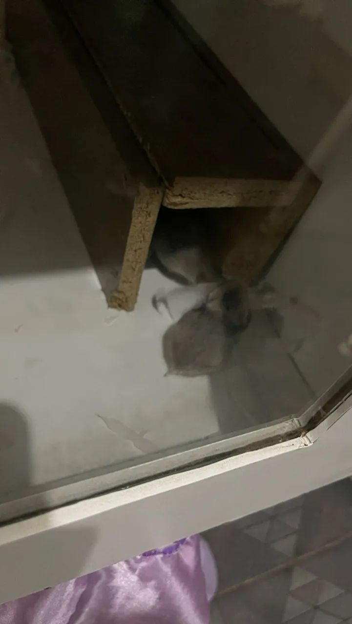 Hamster