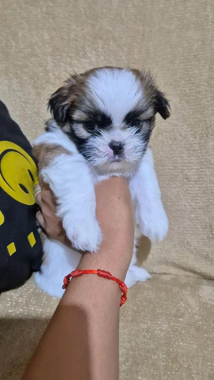 SHIH TZU - Foto 4