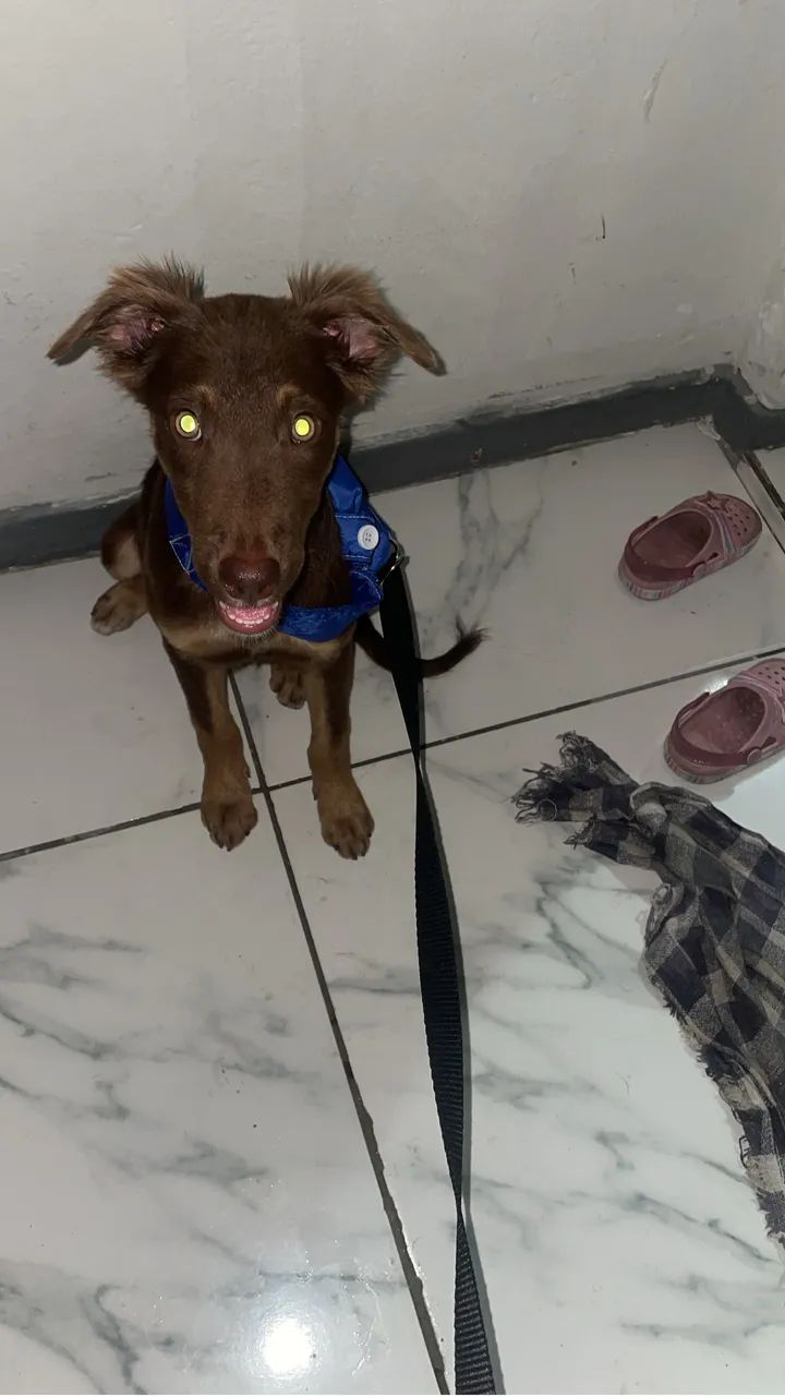 Para adoção  - Foto 2