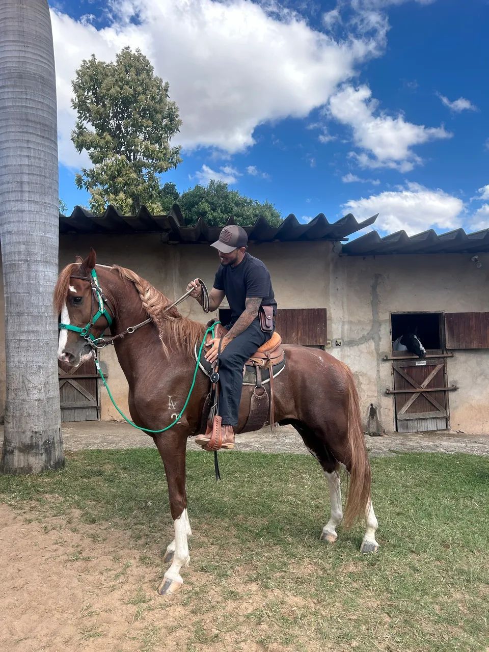 Cavalo Mangalarga Paulista - Foto 3