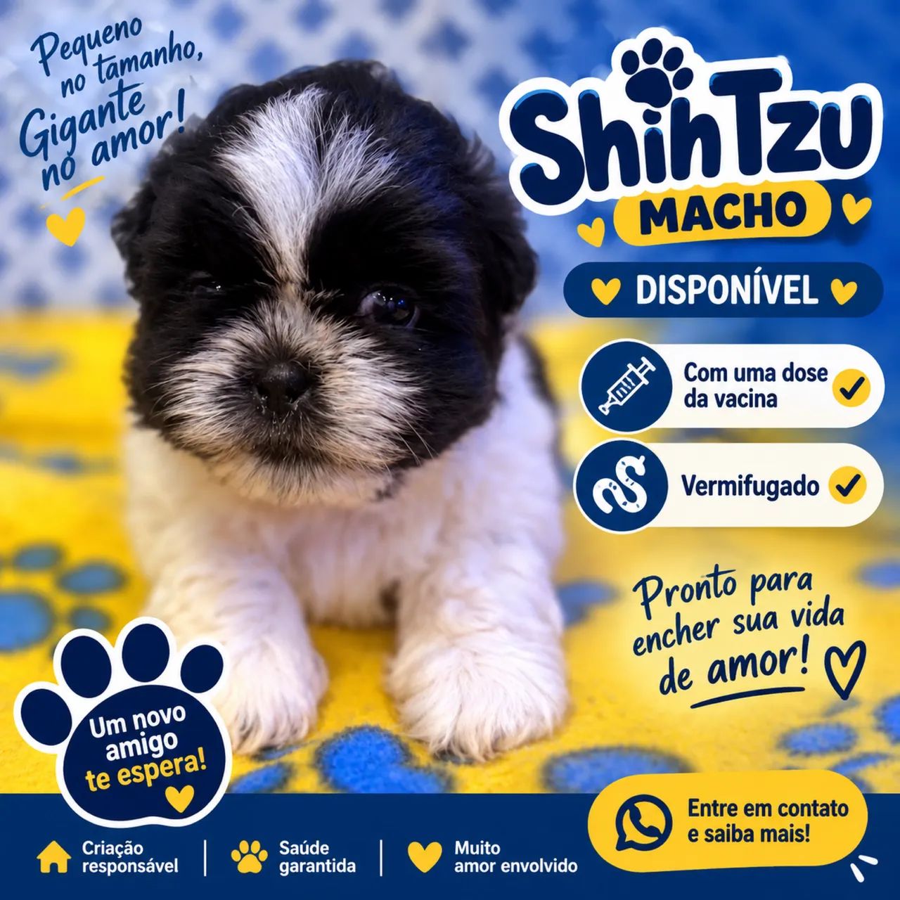 Filhote Shitzu macho  - Foto 3