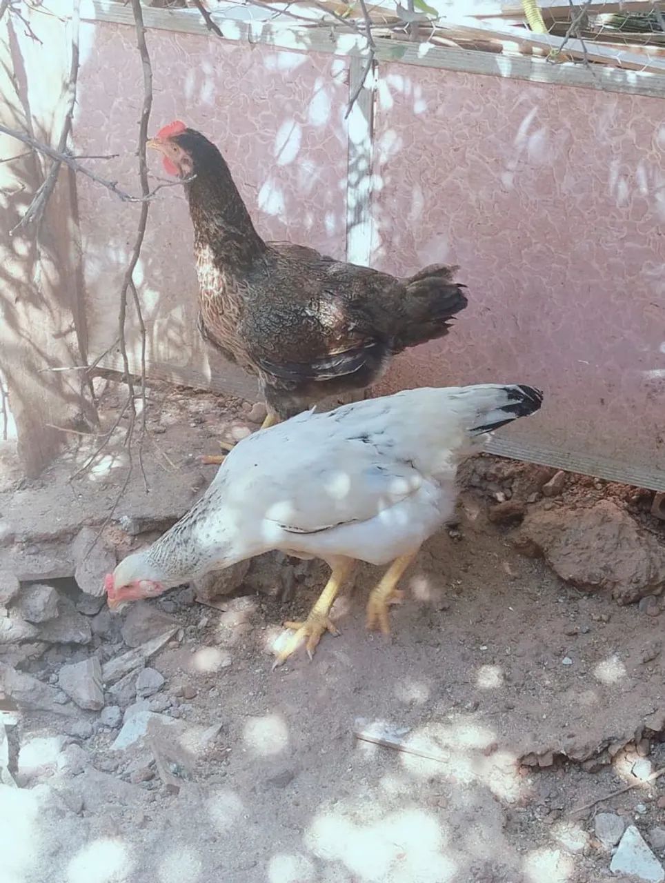 Vendo galinhas e Pato e ovos 