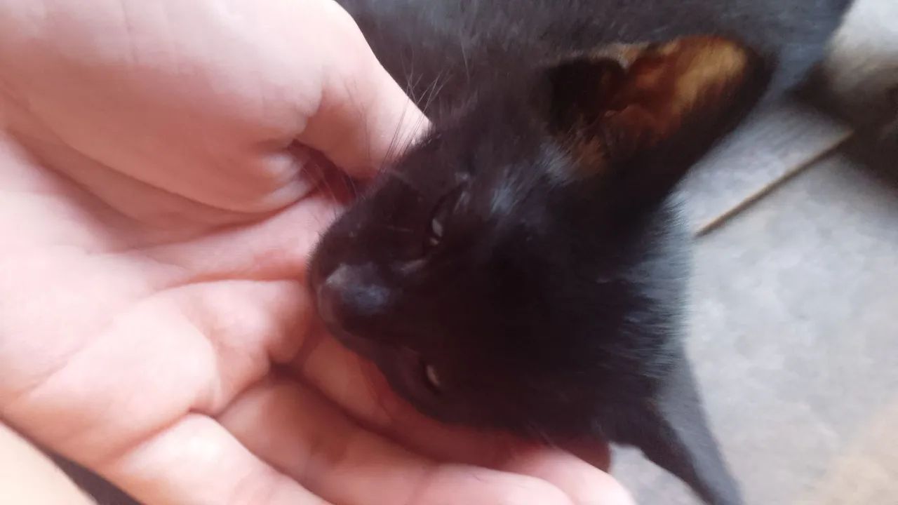Doação de gatinho  - Foto 2