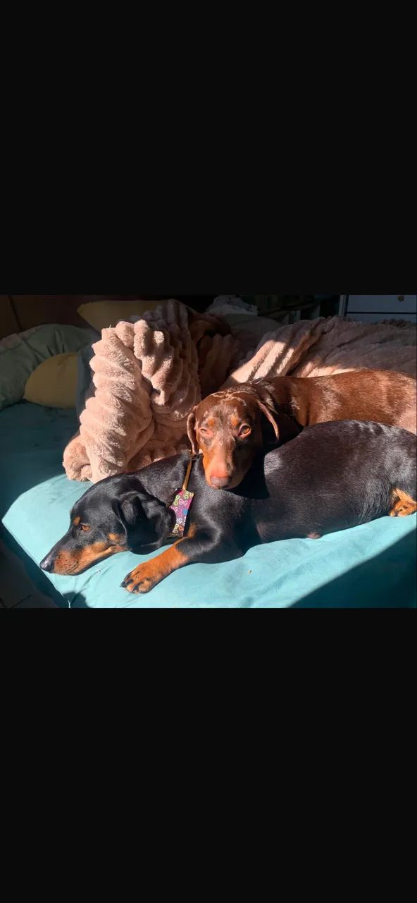 Vendo filhotes de salsicha( dachshund )  - Foto 2