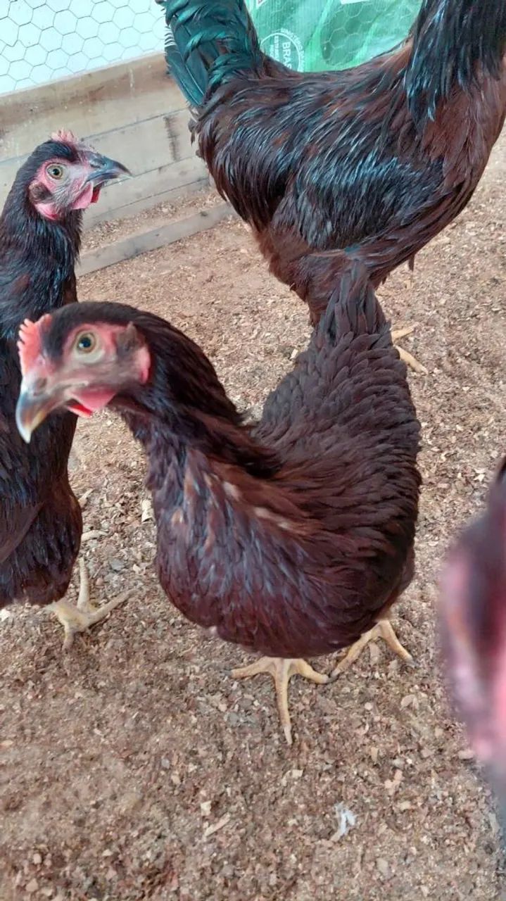 Frangos Rhode insland Red - Foto 3