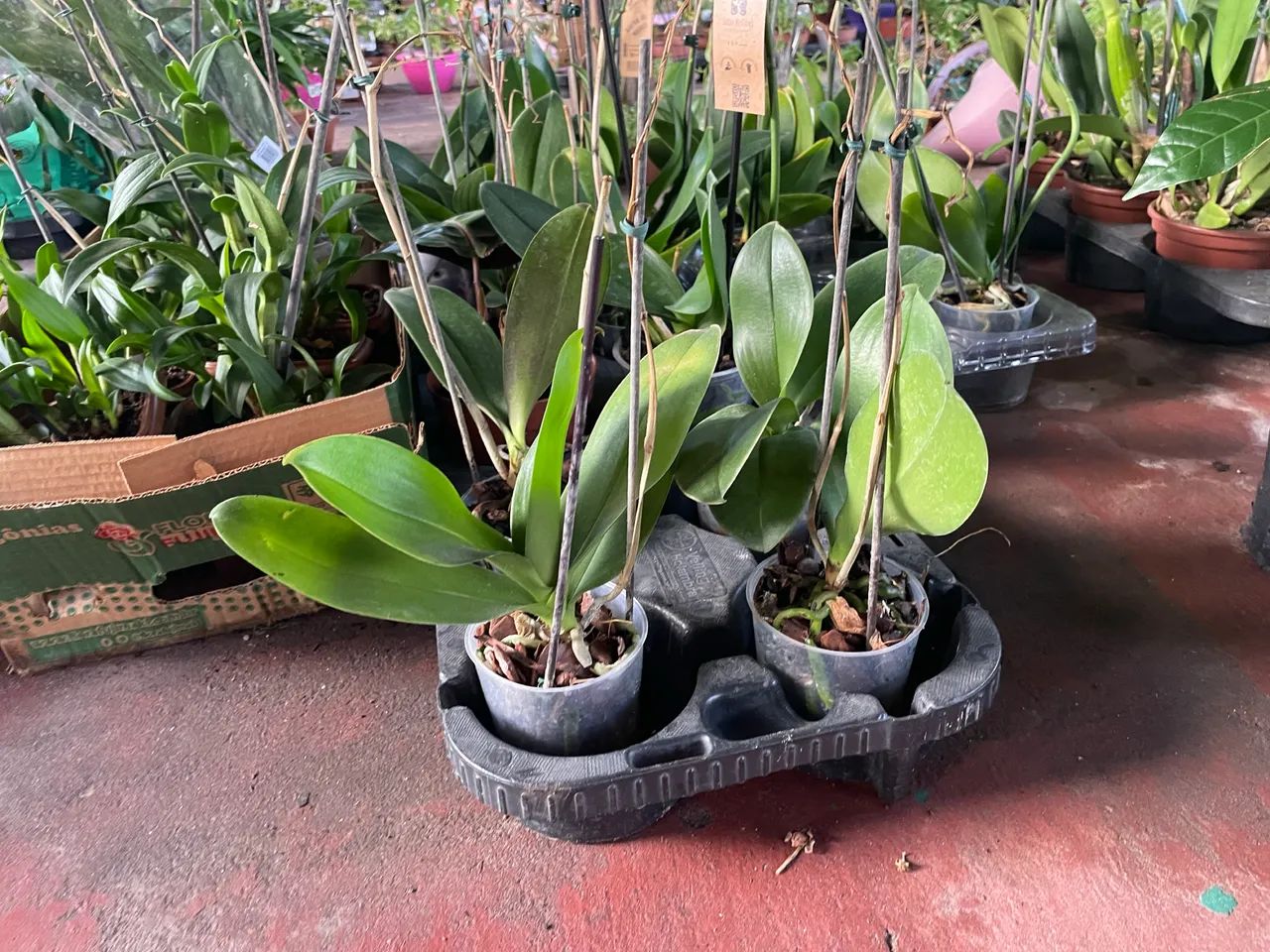 Orquídea Denphalen mini