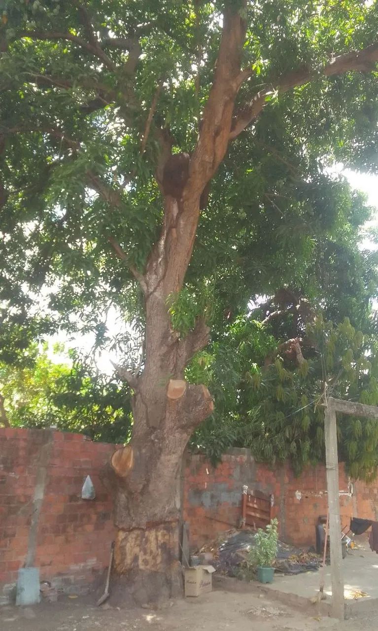 Corte e poda de árvores 