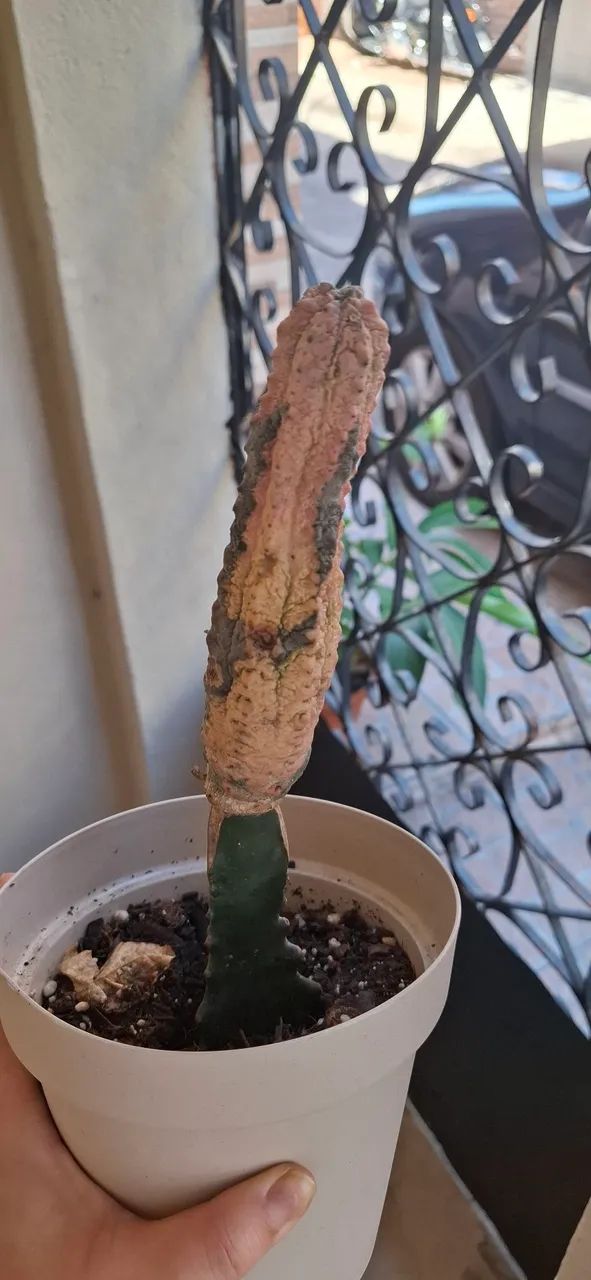 Euphorbia abdelkuri damask / Planta super rara - Foto 2