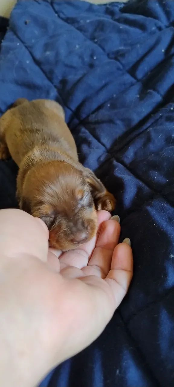 Teckel Dachshund 