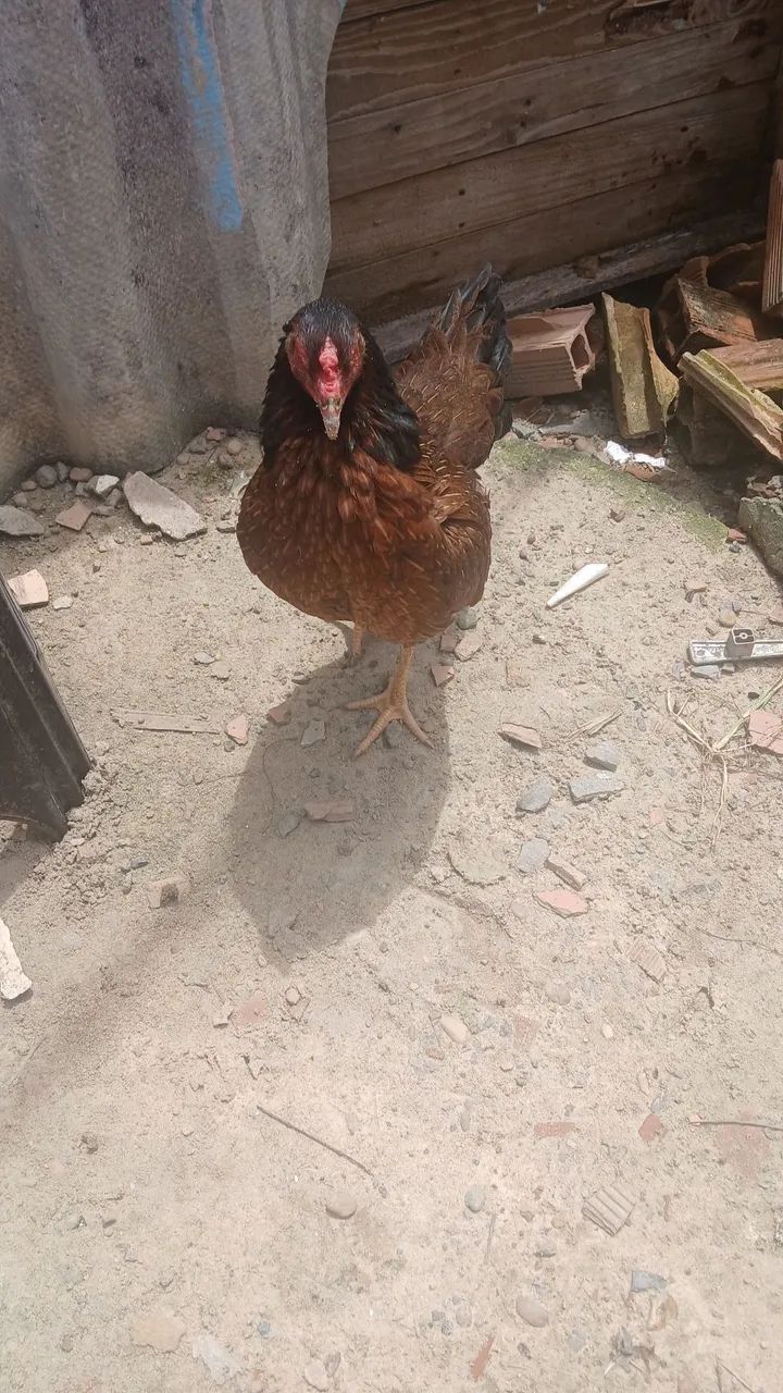 vendo uma galinha
