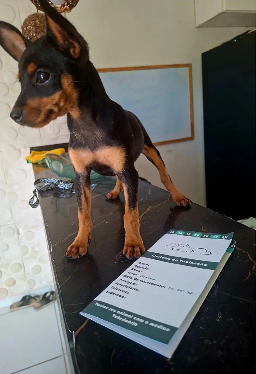 Cachorro  - Foto 3