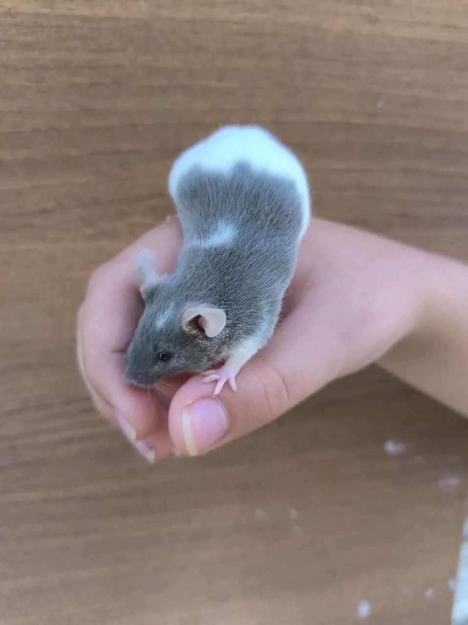 Camundongos para pet ou alimentação para animais não convencionais